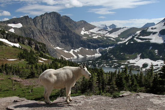 Glacier National Park collection image showing mountain goat near Hidden Lake alpine scenery
