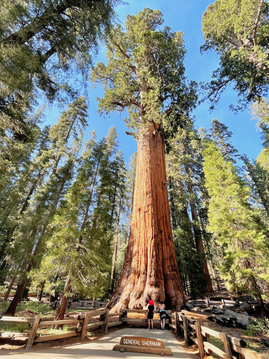 Sequoia National Park collection image showing the General Sherman giant sequoia tree