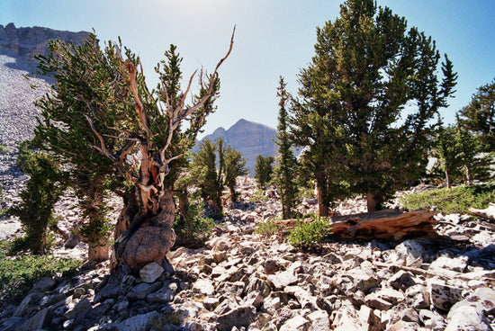 Great Basin National Park collection image showing bristlecone pine landscape near Wheeler Peak