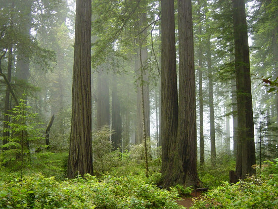 Redwood National Park collection image showing foggy coastal redwood forest